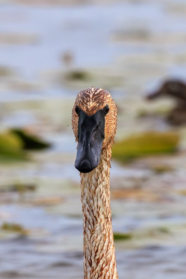 Trumpeter Swan