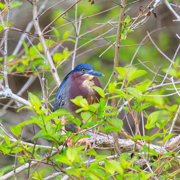 Green Heron