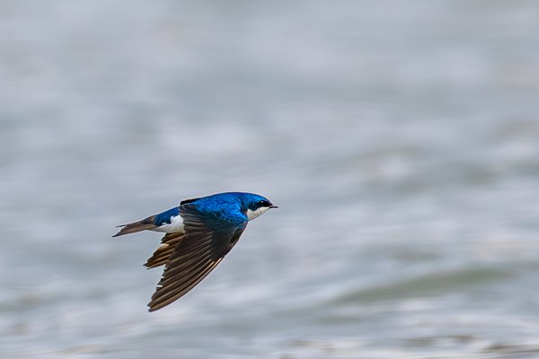Tree Swallow