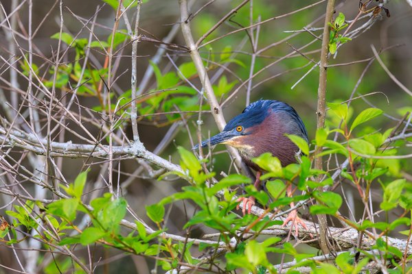 Green Heron