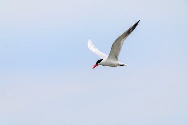 Caspian Tern