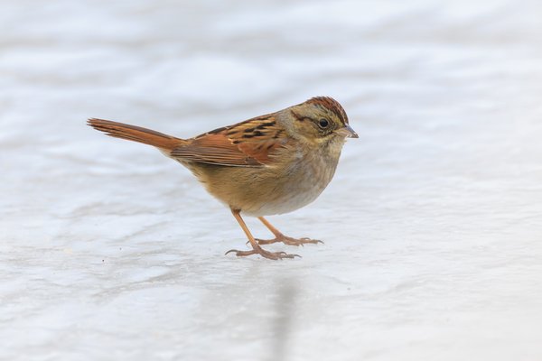 Swamp Sparrow