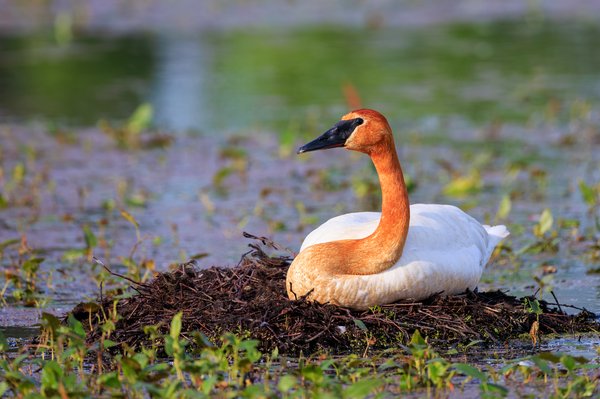 Trumpeter Swan