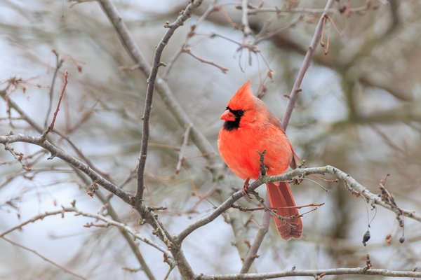Northern Cardinal