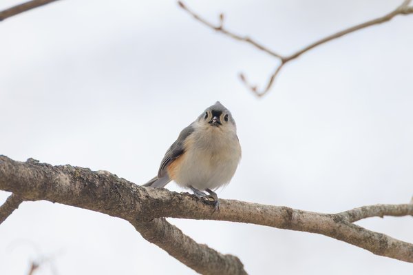Tufted Titmouse