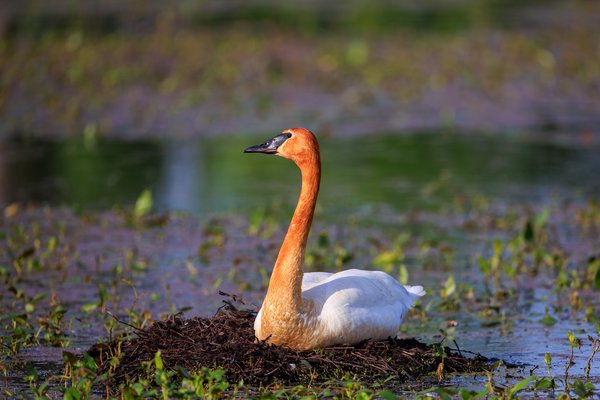 Trumpeter Swan