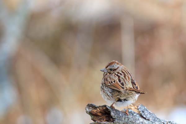 Song Sparrow