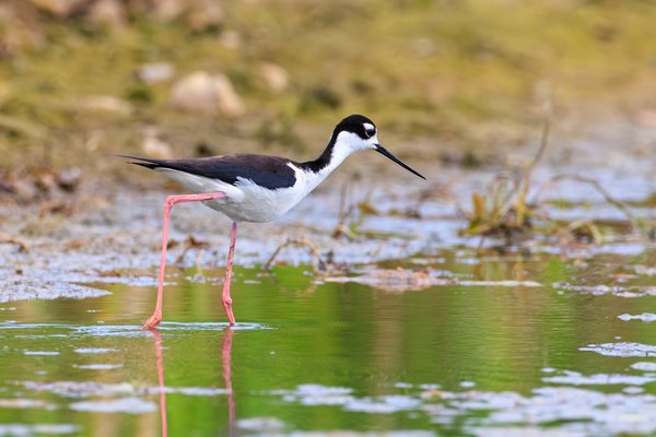 Black-necked Stilt