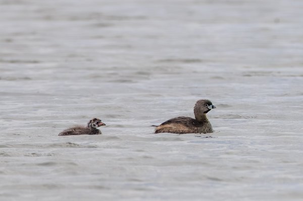 Pied-billed Grebe