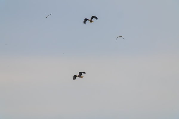 Bald Eagle