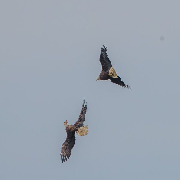 Bald Eagle