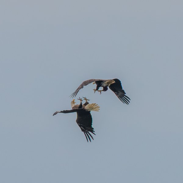 Bald Eagle