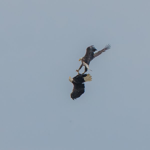 Bald Eagle