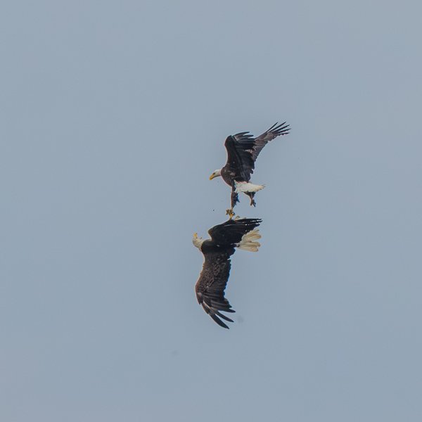 Bald Eagle