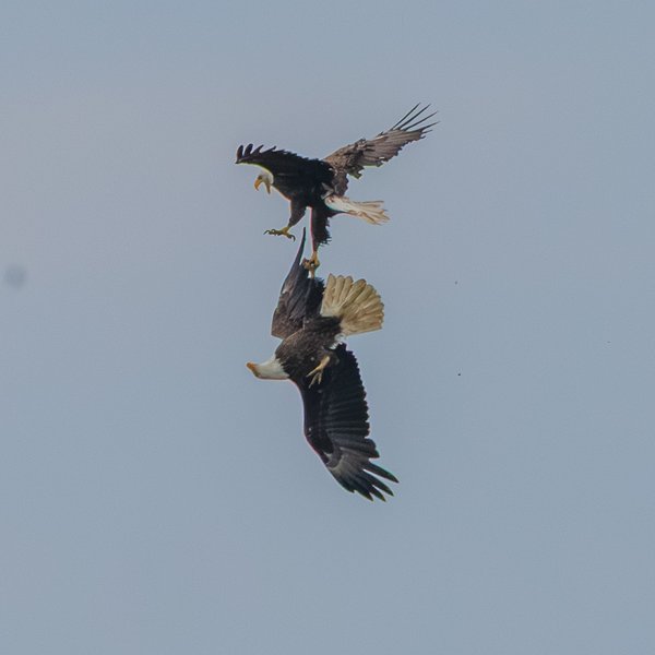 Bald Eagle