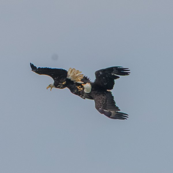 Bald Eagle