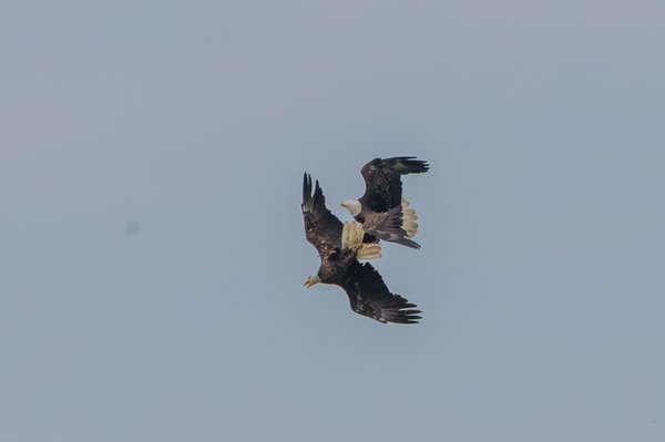 Bald Eagle