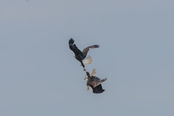 Bald Eagle