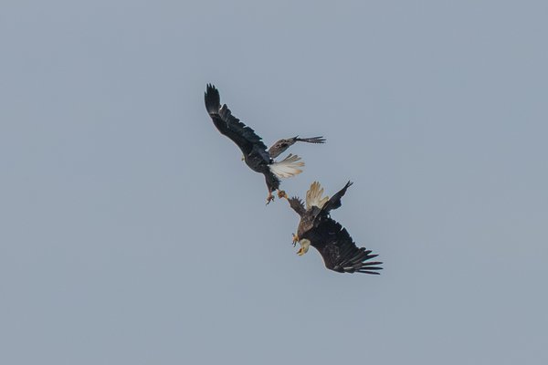 Bald Eagle