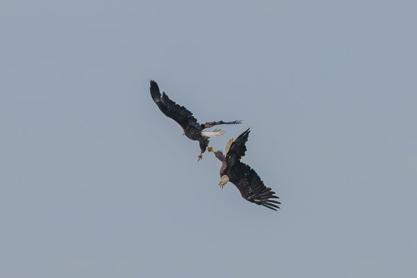 Bald Eagle