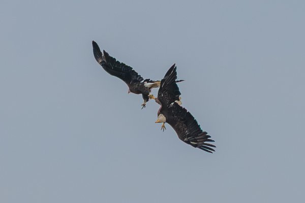 Bald Eagle