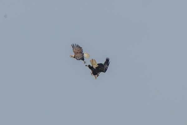 Bald Eagle