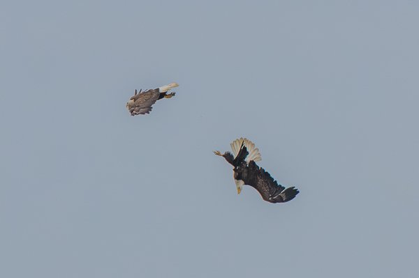 Bald Eagle
