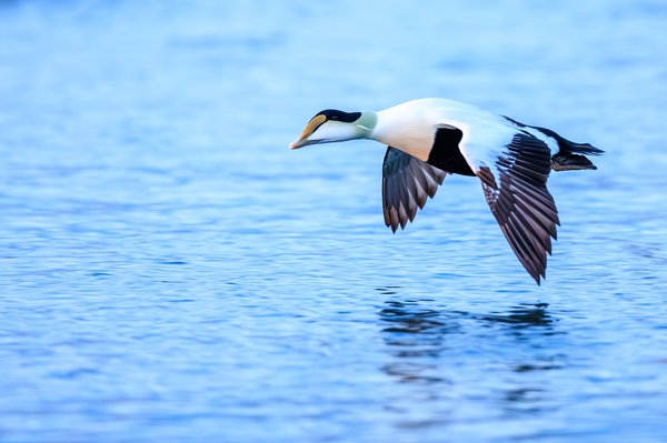 Common Eider
