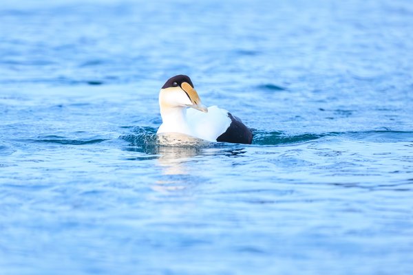 Common Eider