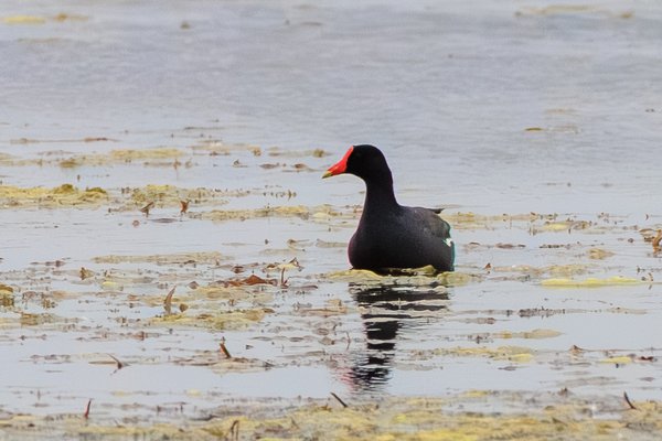 Common Gallinule