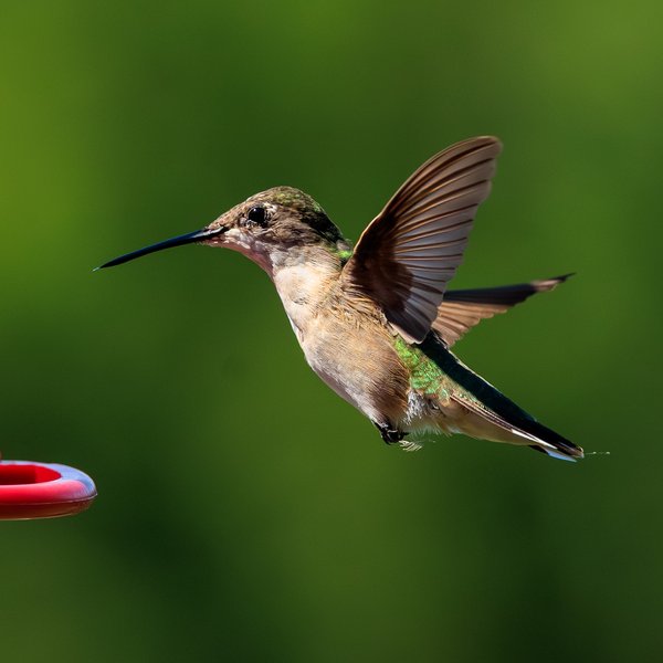 Ruby-throated Hummingbird