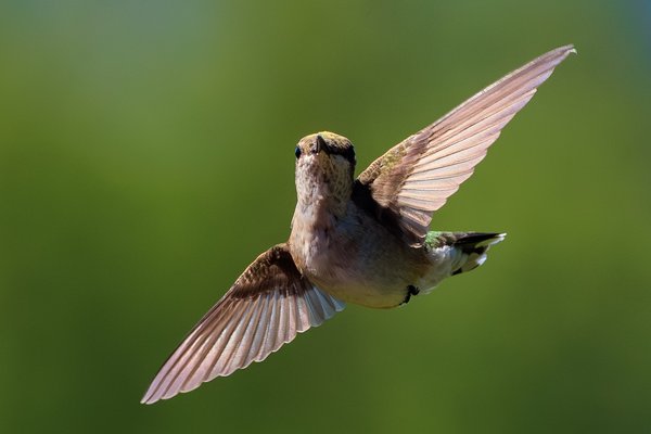 Ruby-throated Hummingbird