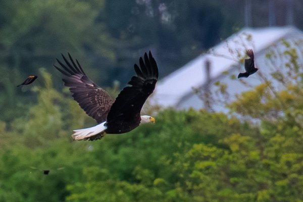 Bald Eagle