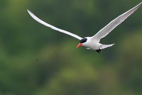 Caspian Tern