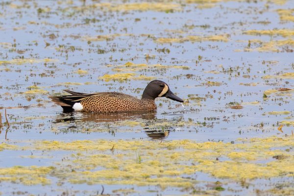 Blue-winged Teal
