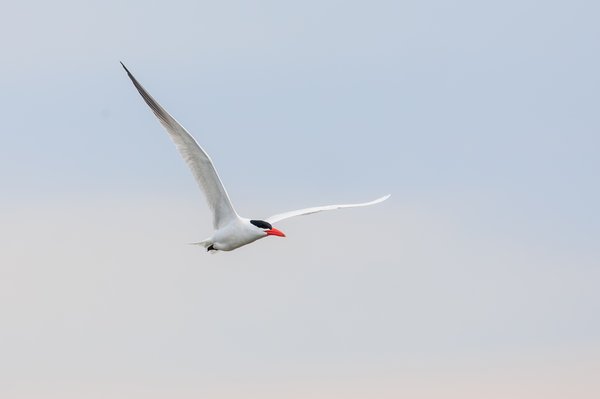 Caspian Tern