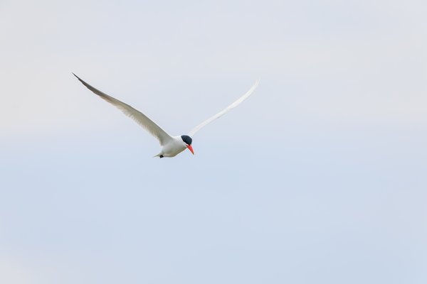 Caspian Tern