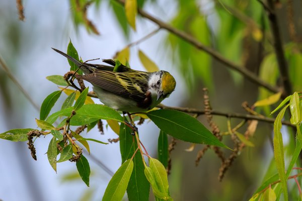 Chestnut-sided Warbler
