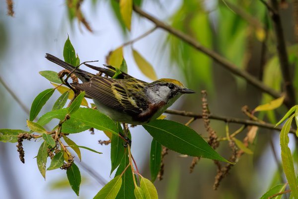 Chestnut-sided Warbler