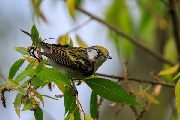 Chestnut-sided Warbler