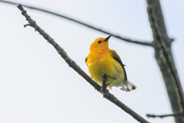 Prothonotary Warbler