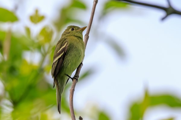 Yellow-bellied Flycatcher