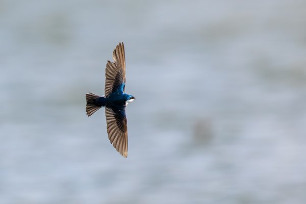 Tree Swallow
