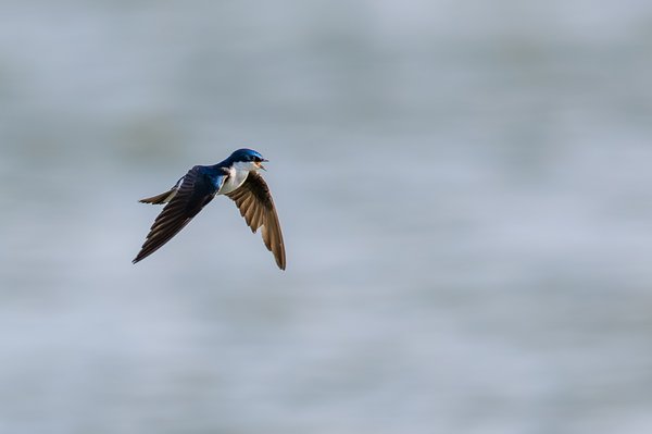 Tree Swallow
