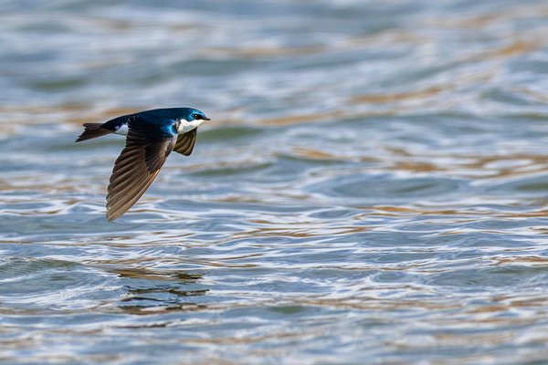 Tree Swallow