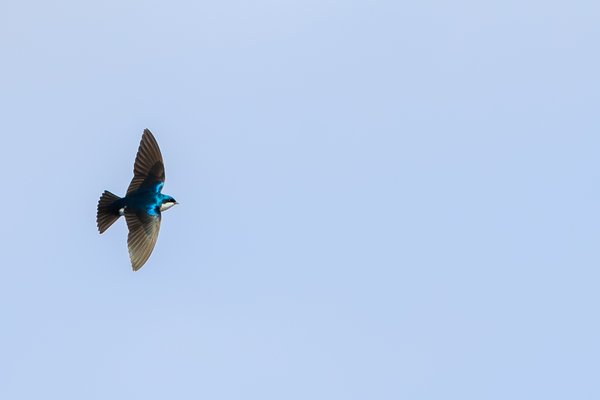 Tree Swallow