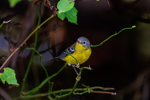 Nashville Warbler