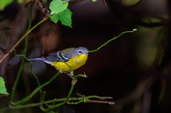 Magnolia Warbler