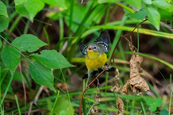 Magnolia Warbler