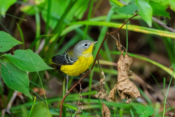 Magnolia Warbler